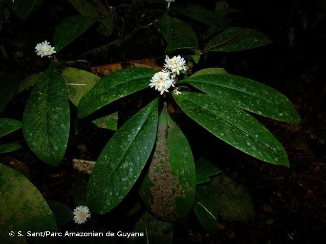 <i>Rudgea bremekampiana</i> Steyerm., 1967 © S. Sant/Parc Amazonien de Guyane