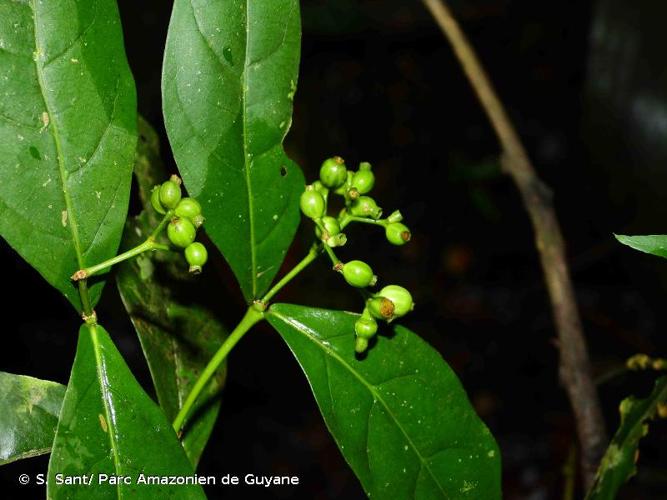 <i>Rudgea cornifolia</i> (Kunth) Standl., 1931 © S. Sant/ Parc Amazonien de Guyane