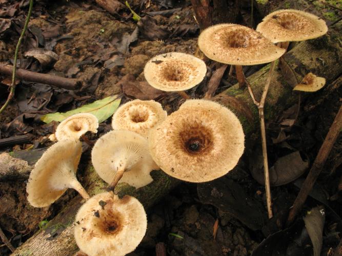 Lentinus crinitus (Saül, 2019) © G. Corriol/CBN Pyrénées et Midi-Pyrénées