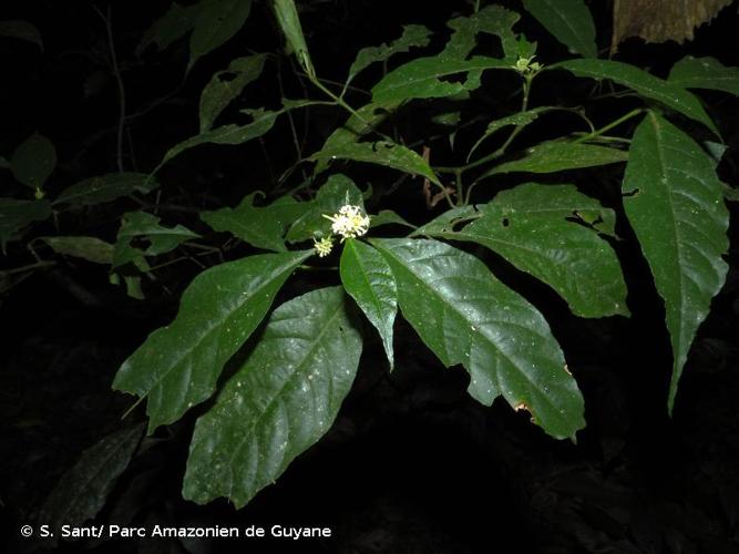 <i>Rudgea guyanensis</i> (A.Rich.) Sandwith, 1931 © S. Sant/ Parc Amazonien de Guyane