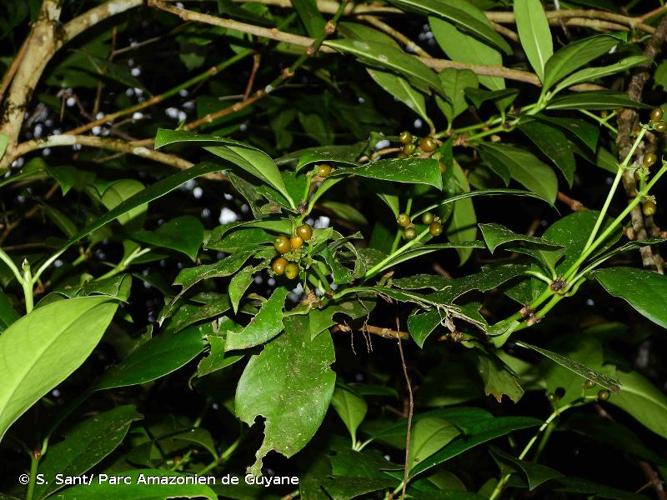 <i>Rudgea hostmanniana</i> Benth., 1850 © S. Sant/ Parc Amazonien de Guyane