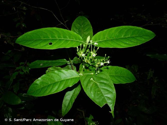 <i>Rudgea stipulacea</i> (DC.) Steyerm., 1967 © S. Sant/Parc Amazonien de Guyane