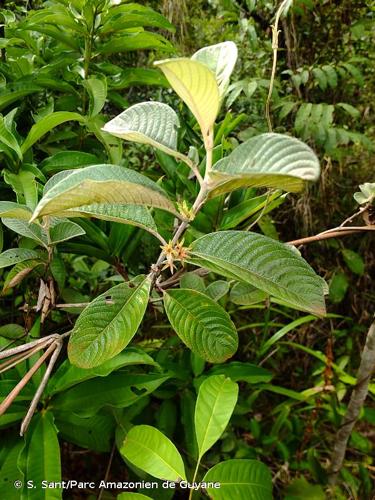 <i>Sabicea cinerea</i> Aubl., 1775 © S. Sant/Parc Amazonien de Guyane