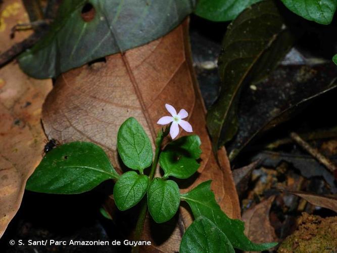 <i>Sipanea biflora</i> (Rottb.) Cham. & Schltdl., 1829 © S. Sant/ Parc Amazonien de Guyane