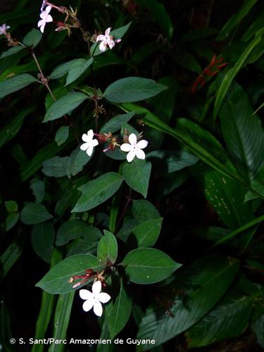 <i>Sipanea wilson-brownei</i> R.S.Cowan, 1952 © S. Sant/Parc Amazonien de Guyane