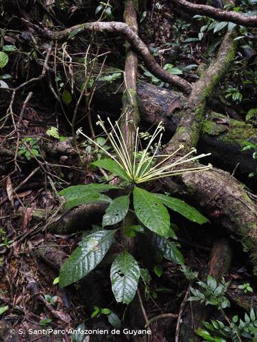 <i>Tocoyena longiflora</i> Aubl., 1775 © S. Sant/Parc Amazonien de Guyane