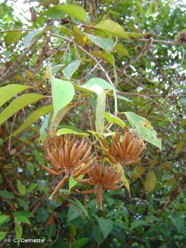 <i>Uncaria guianensis</i> (Aubl.) J.F.Gmel., 1791 © C. Delnatte