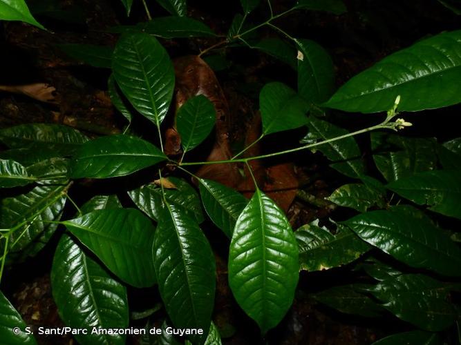 <i>Conchocarpus guyanensis</i> (Pulle) Kallunki & Pirani, 1998 © S. Sant/Parc Amazonien de Guyane