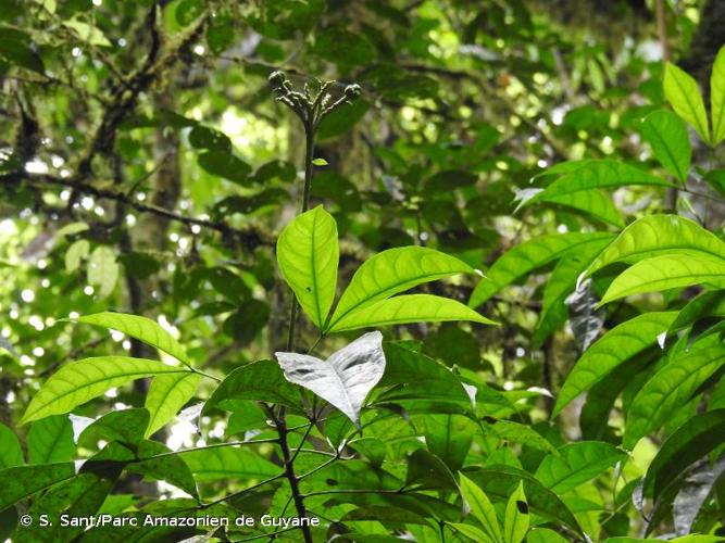 <i>Ticorea foetida</i> Aubl., 1775 © S. Sant/Parc Amazonien de Guyane