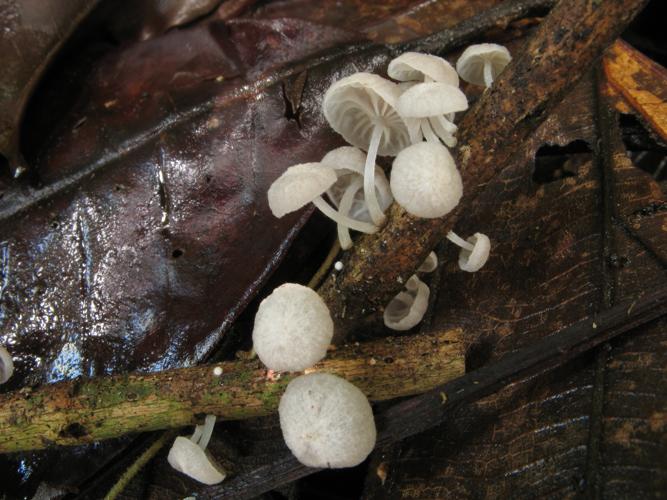 Marasmiellus tenerrimus (Saül, 2019) © G. Corriol/CBN Pyrénées et Midi-Pyrénées