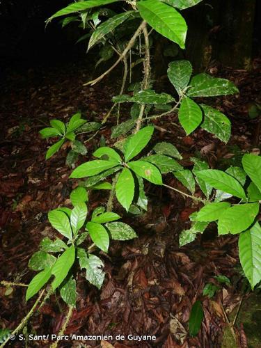 <i>Allophylus leucoclados</i> Radlk., 1900 © S. Sant/ Parc Amazonien de Guyane