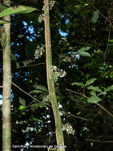 <i>Paullinia alata</i> (Ruiz & Pav.) G.Don, 1831 © S. Sant/Parc Amazonien de Guyane