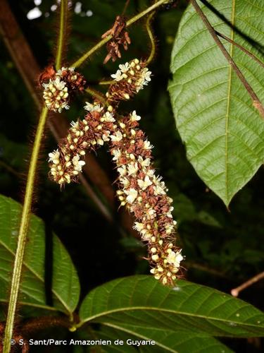 <i>Paullinia rubiginosa</i> Cambess., 1825 © S. Sant/Parc Amazonien de Guyane