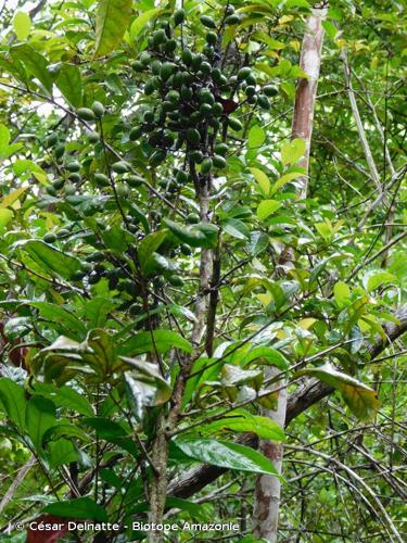 <i>Talisia carinata</i> Radlk., 1878 © César Delnatte - Biotope Amazonie