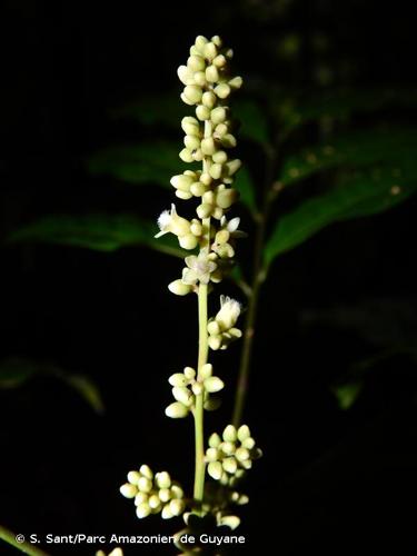 <i>Talisia sylvatica</i> (Aubl.) Radlk., 1878 © S. Sant/Parc Amazonien de Guyane