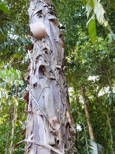 <i>Pouteria decorticans</i> T.D.Penn., 1990 © César Delnatte - Biotope Amazonie