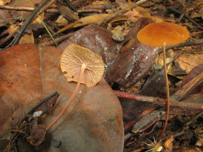 Marasmius cladophyllus (Saül, 2019) © G. Corriol/CBN Pyrénées et Midi-Pyrénées