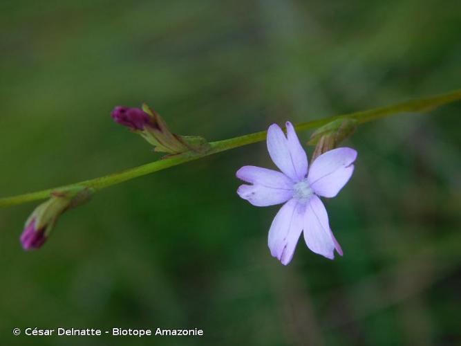 <i>Buchnera palustris</i> (Aubl.) Spreng., 1825 © César Delnatte - Biotope Amazonie