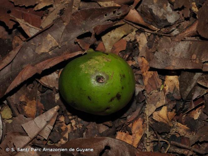 <i>Siparuna pachyantha</i> A.C.Sm., 1939 © S. Sant/ Parc Amazonien de Guyane