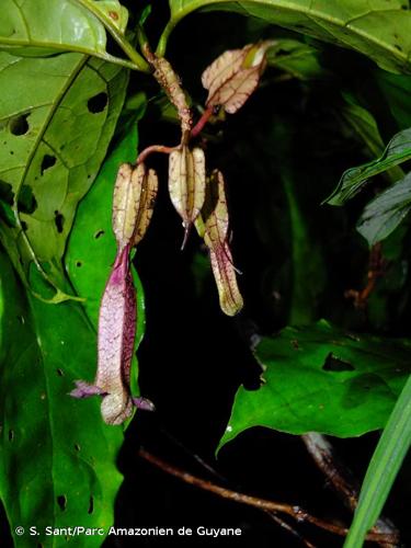 <i>Markea longiflora</i> Miers, 1849 © S. Sant/Parc Amazonien de Guyane