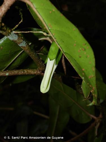 <i>Markea sessiliflora</i> Ducke, 1915 © S. Sant/ Parc Amazonien de Guyane