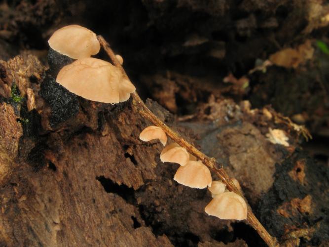 Marasmius neosessilis (Saül, 2019) © G. Corriol/CBN Pyrénées et Midi-Pyrénées