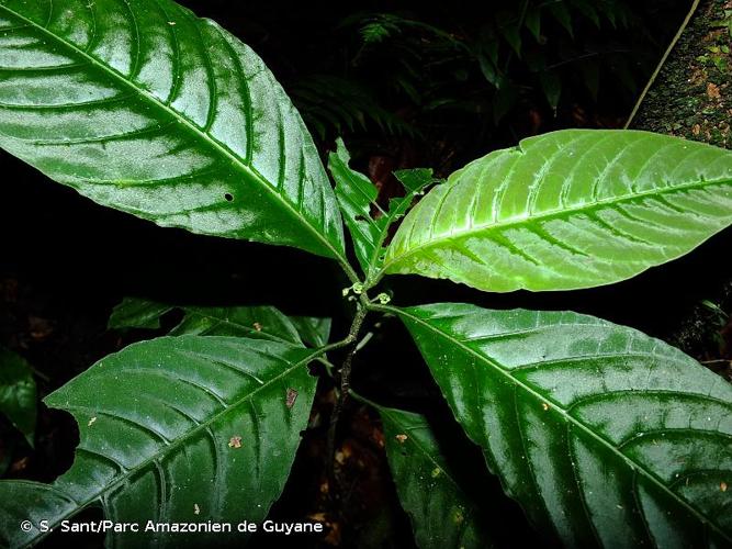 <i>Solanum anceps</i> Ruiz & Pav., 1799 © S. Sant/Parc Amazonien de Guyane