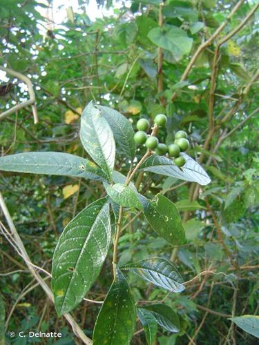 <i>Solanum asperum</i> Rich., 1792 © C. Delnatte