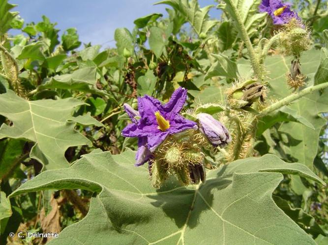 <i>Solanum crinitum</i> Lam., 1794 © C. Delnatte