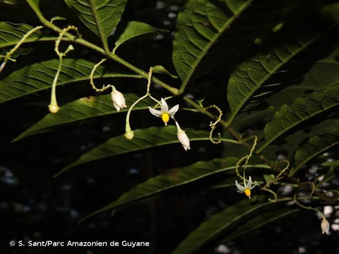 <i>Solanum morii</i> S.Knapp, 1992 © S. Sant/Parc Amazonien de Guyane