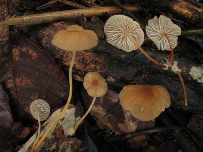 Marasmius spiculosus (Saül, 2019) © G. Corriol/CBN Pyrénées et Midi-Pyrénées