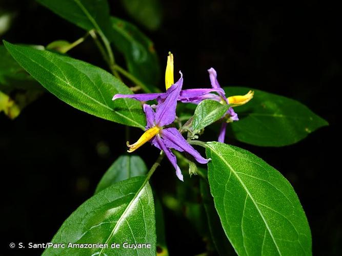 <i>Solanum subinerme</i> Jacq., 1760 © S. Sant/Parc Amazonien de Guyane