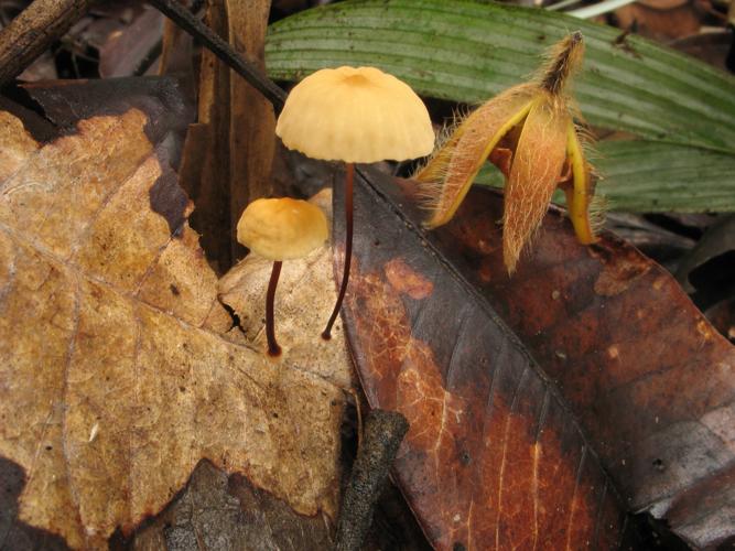 Marasmius suthepensis (Saül, 2019) © G. Corriol/CBN Pyrénées et Midi-Pyrénées