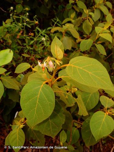 <i>Solanum velutinum</i> Dunal, 1814 © S. Sant/Parc Amazonien de Guyane