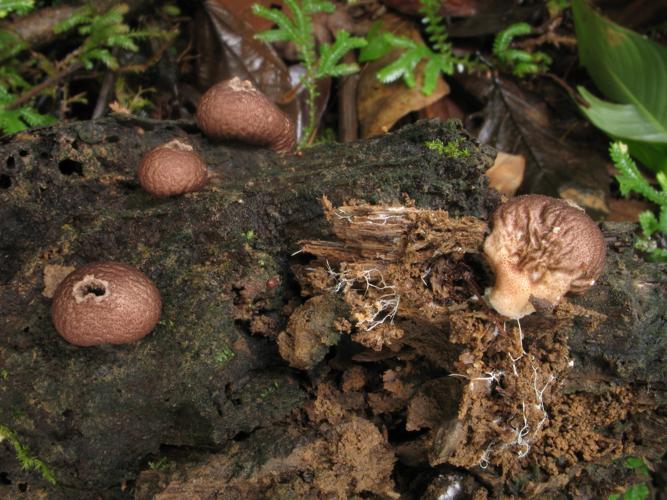 Morganella fuliginea (Saül, 2019) © G. Corriol/CBN Pyrénées et Midi-Pyrénées