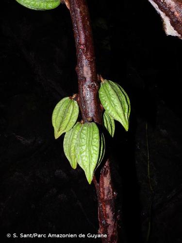 <i>Herrania kanukuensis</i> R.E.Schult., 1943 © S. Sant/Parc Amazonien de Guyane