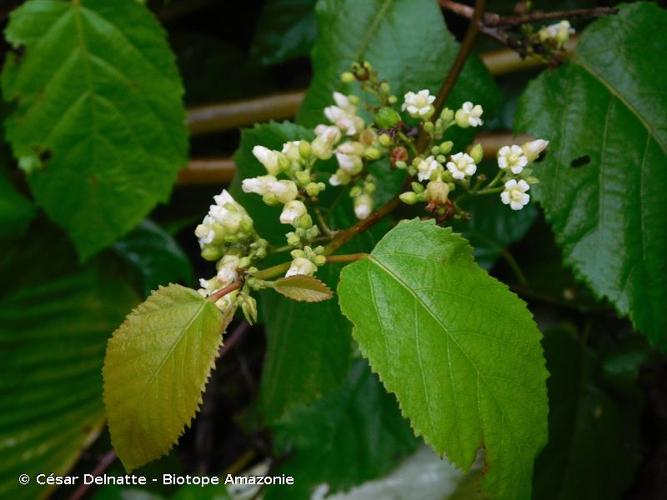 <i>Melochia ulmifolia</i> Benth., 1842 © César Delnatte - Biotope Amazonie