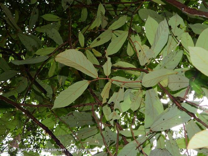 <i>Theobroma subincanum</i> Mart., 1830 © S. Sant/Parc Amazonien de Guyane