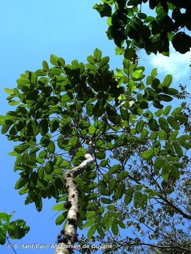 <i>Theobroma velutinum</i> Benoist, 1921 © S. Sant/Parc Amazonien de Guyane