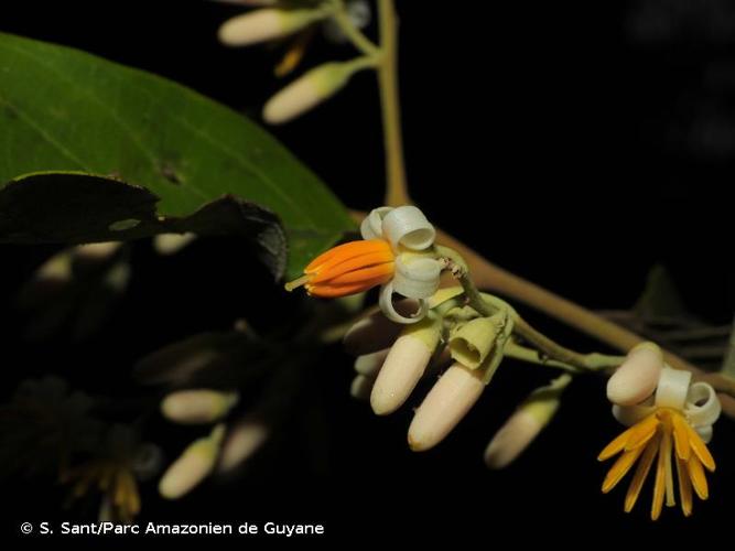 <i>Styrax pallidus</i> A.DC., 1844 © S. Sant/Parc Amazonien de Guyane