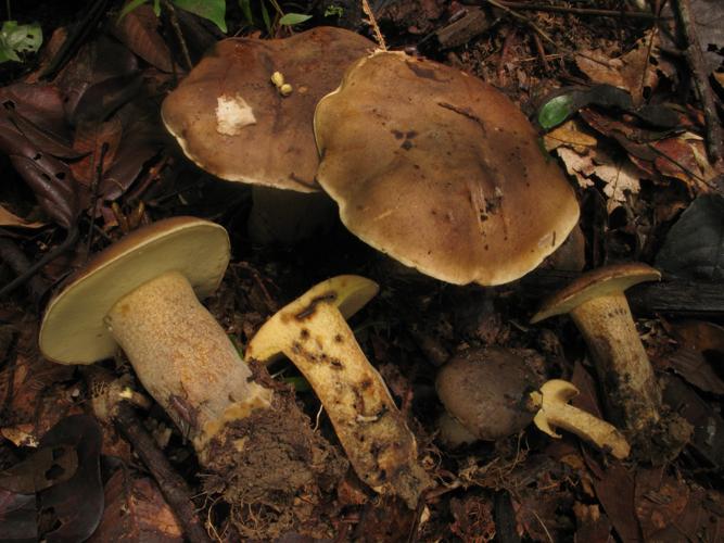 Phlebopus beniensis (Saül, 2019) © G. Corriol/CBN Pyrénées et Midi-Pyrénées