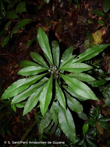 <i>Clavija lancifolia</i> Desf., 1832 © S. Sant/Parc Amazonien de Guyane