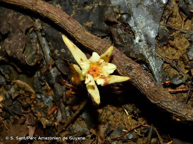 <i>Apeiba albiflora</i> Ducke, 1922 © S. Sant/Parc Amazonien de Guyane