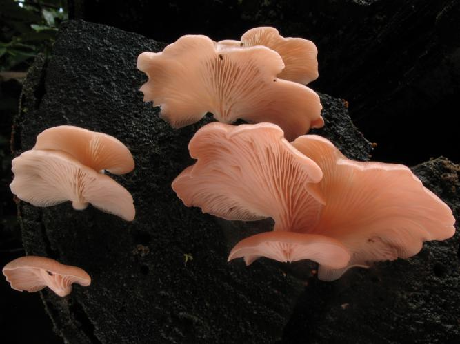 Pleurotus djamor var roseus (Saül, 2019) © G. Corriol/CBN Pyrénées et Midi-Pyrénées