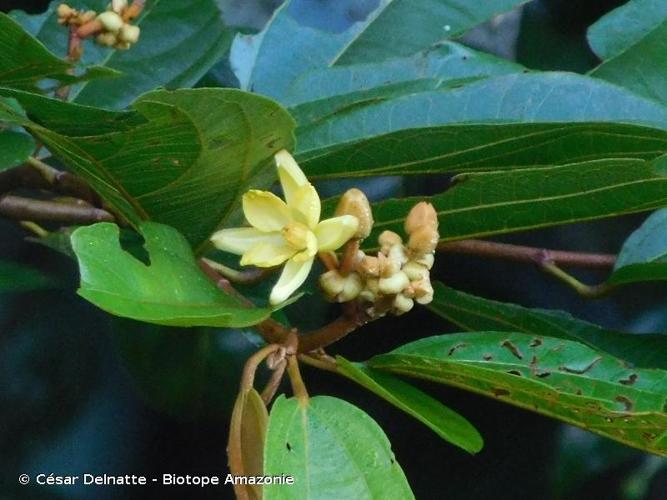 <i>Apeiba glabra</i> Aubl., 1775 © César Delnatte - Biotope Amazonie