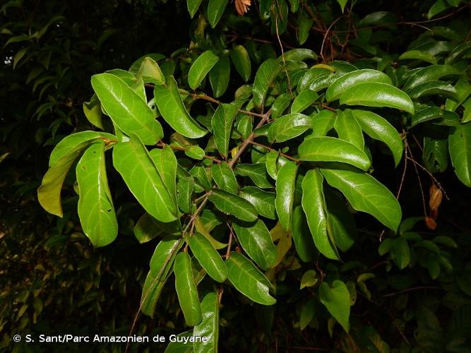 <i>Trigonia laevis</i> Aubl., 1775 © S. Sant/Parc Amazonien de Guyane