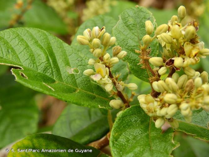 <i>Trigonia villosa</i> Aubl., 1775 © S. Sant/Parc Amazonien de Guyane