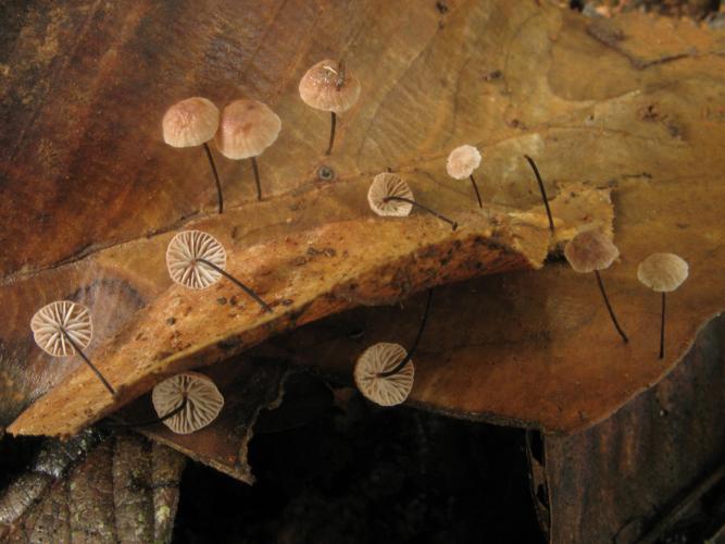 Setulipes hakgalensis (Saül, 2019) © G. Corriol/CBN Pyrénées et Midi-Pyrénées