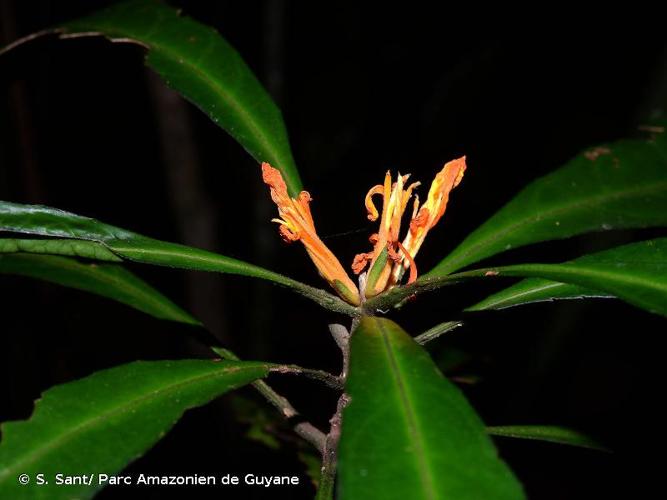 <i>Turnera glaziovii</i> Urb., 1883 © S. Sant/ Parc Amazonien de Guyane