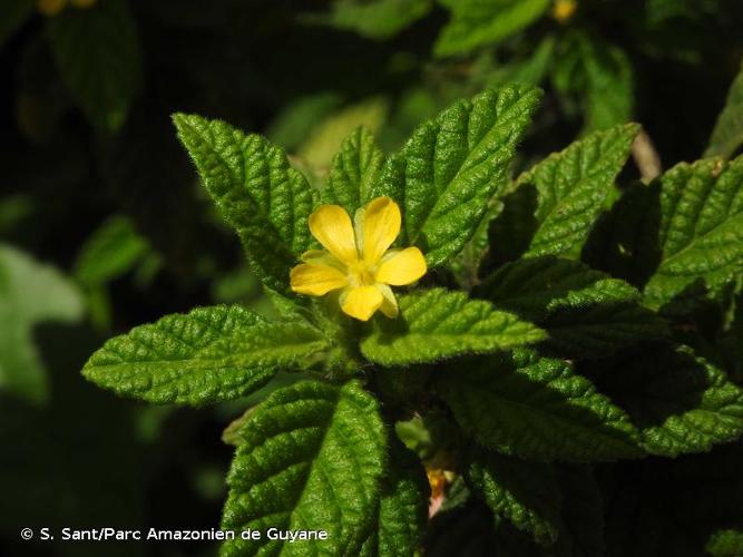 <i>Turnera odorata</i> Rich., 1792 © S. Sant/Parc Amazonien de Guyane